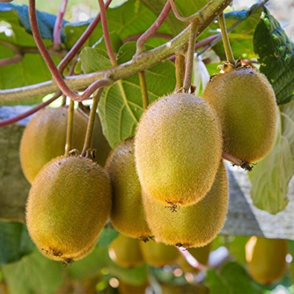 Yellow Kiwi Fruit Seeds Planting Guide