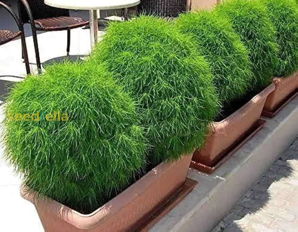 Kochia Plant Seeds For Planting  Vibrant Garden Annuals Seeds