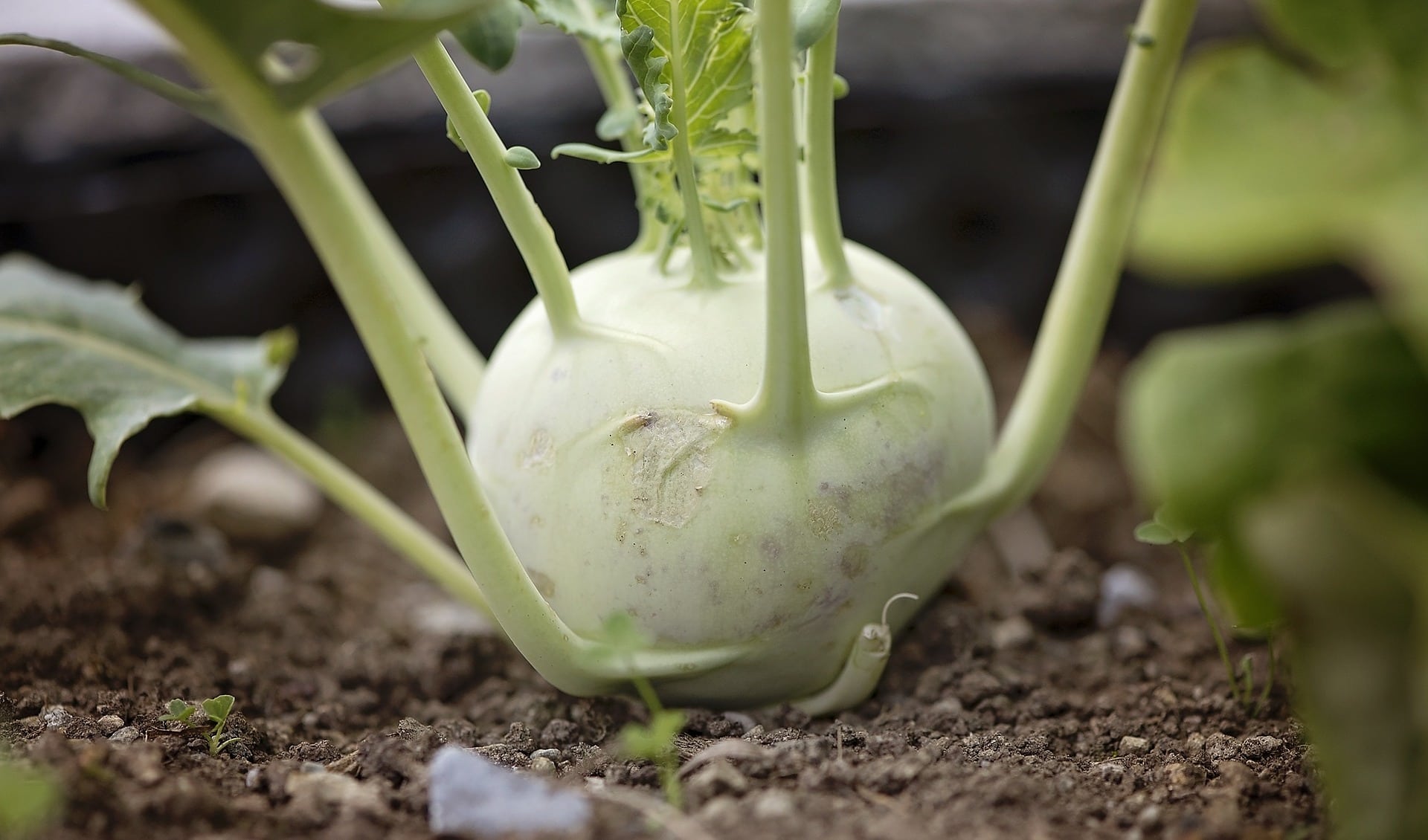 Green Kohlrabi Seeds for Planting