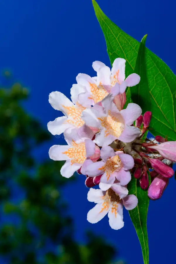 Pink Kolkwitzia Flower seeds for Planting - Drought Tolerant, Heirloom & GMO Free Seeds for Home Garden