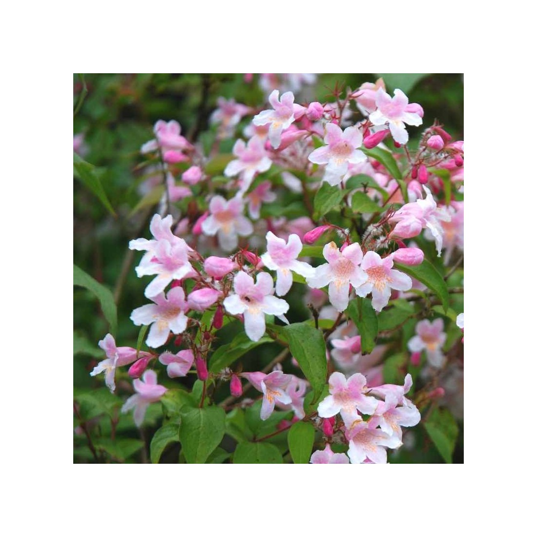 BeautyBush Flower seeds for Planting - Colorful Display, Heirloom & GMO Free Seeds for Home Garden