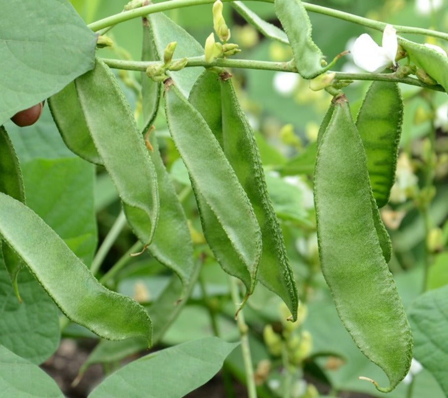 Green Lima Bean Seeds for Vegetable Planting