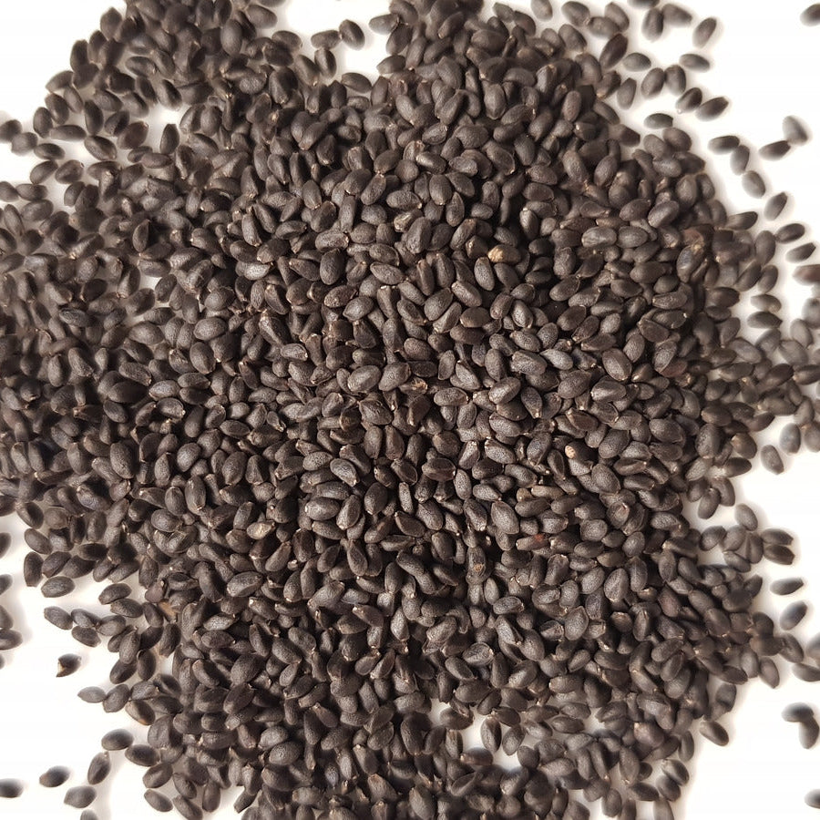 Non-GMO Basil Seeds – Fresh Culinary Herb for Soups, Salads, and Pesto