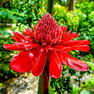 Ginger Flower seeds for Planting - Premium Quality, Heirloom & GMO Free Seeds for Home Garden