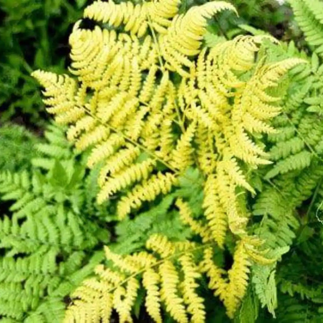 Yellow Green Fern for Planting Sun Loving Heirloom & GMO Free Seeds for Home Garden
 
 Sale