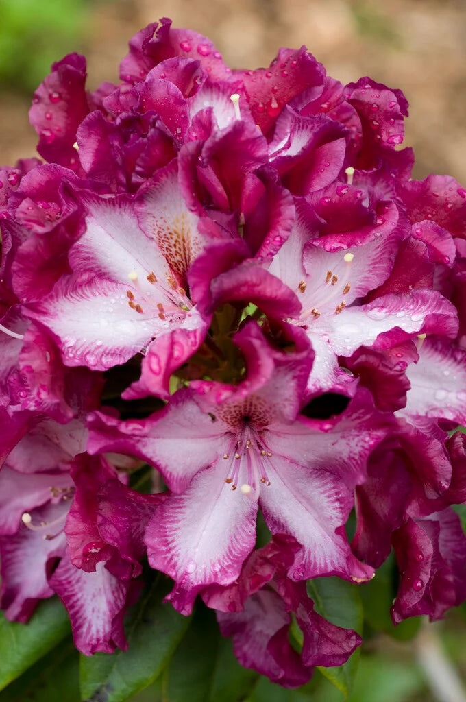 Pink Rhododendron Hans Flower seeds for Planting - Colorful Display, Heirloom & GMO Free Seeds for Home Garden