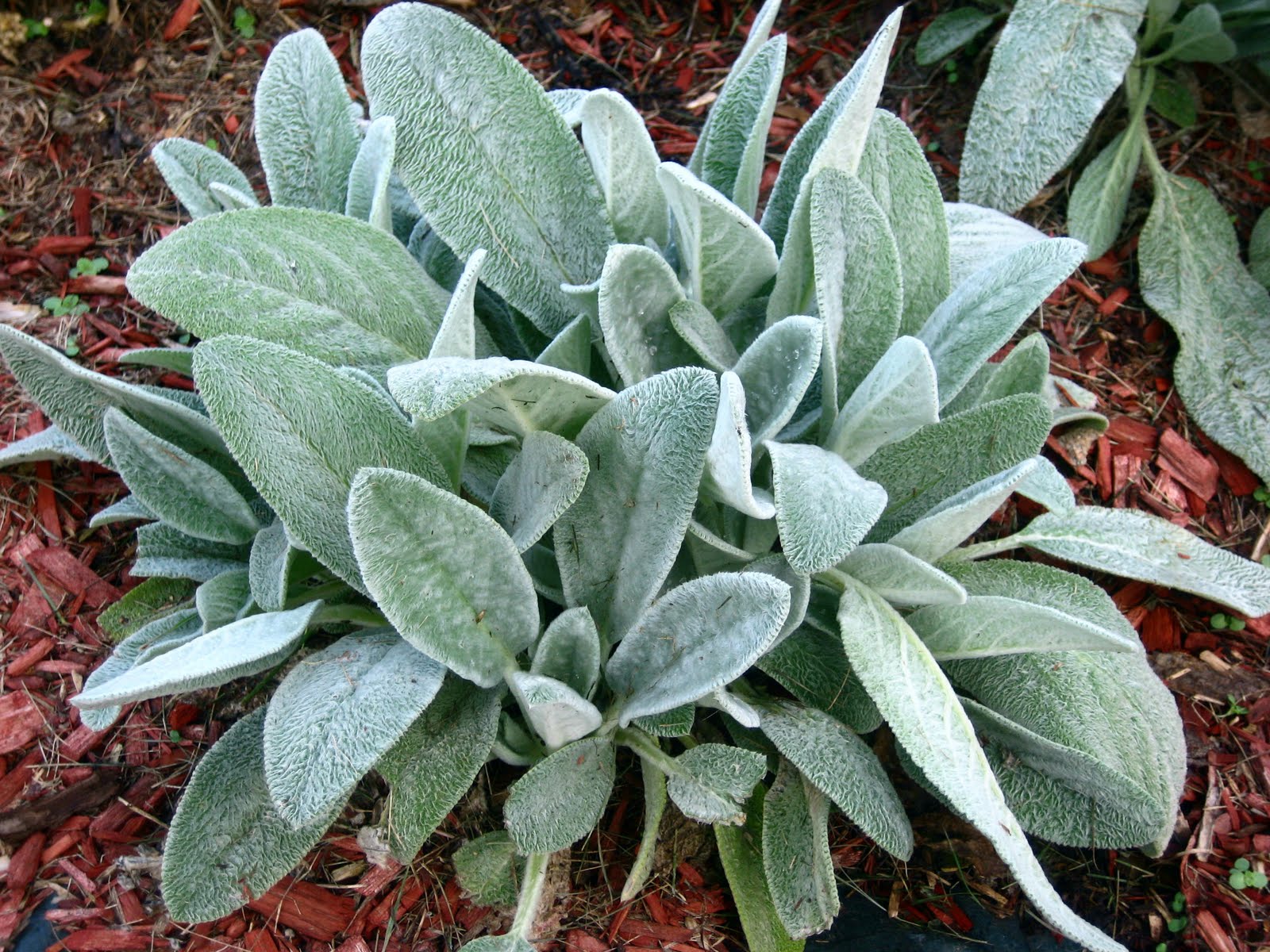 Gray Lambs Ear Flower seeds for Planting - Perfect for Borders, Heirloom & GMO Free Seeds for Home Garden