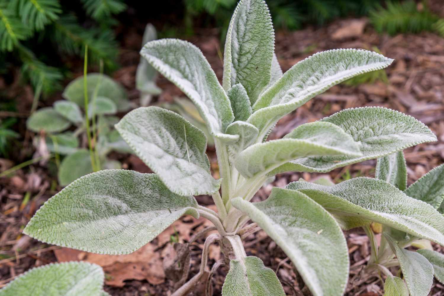 Green Lambs Ear Flower seeds for Planting - Shade Tolerant, Heirloom & GMO Free Seeds for Home Garden