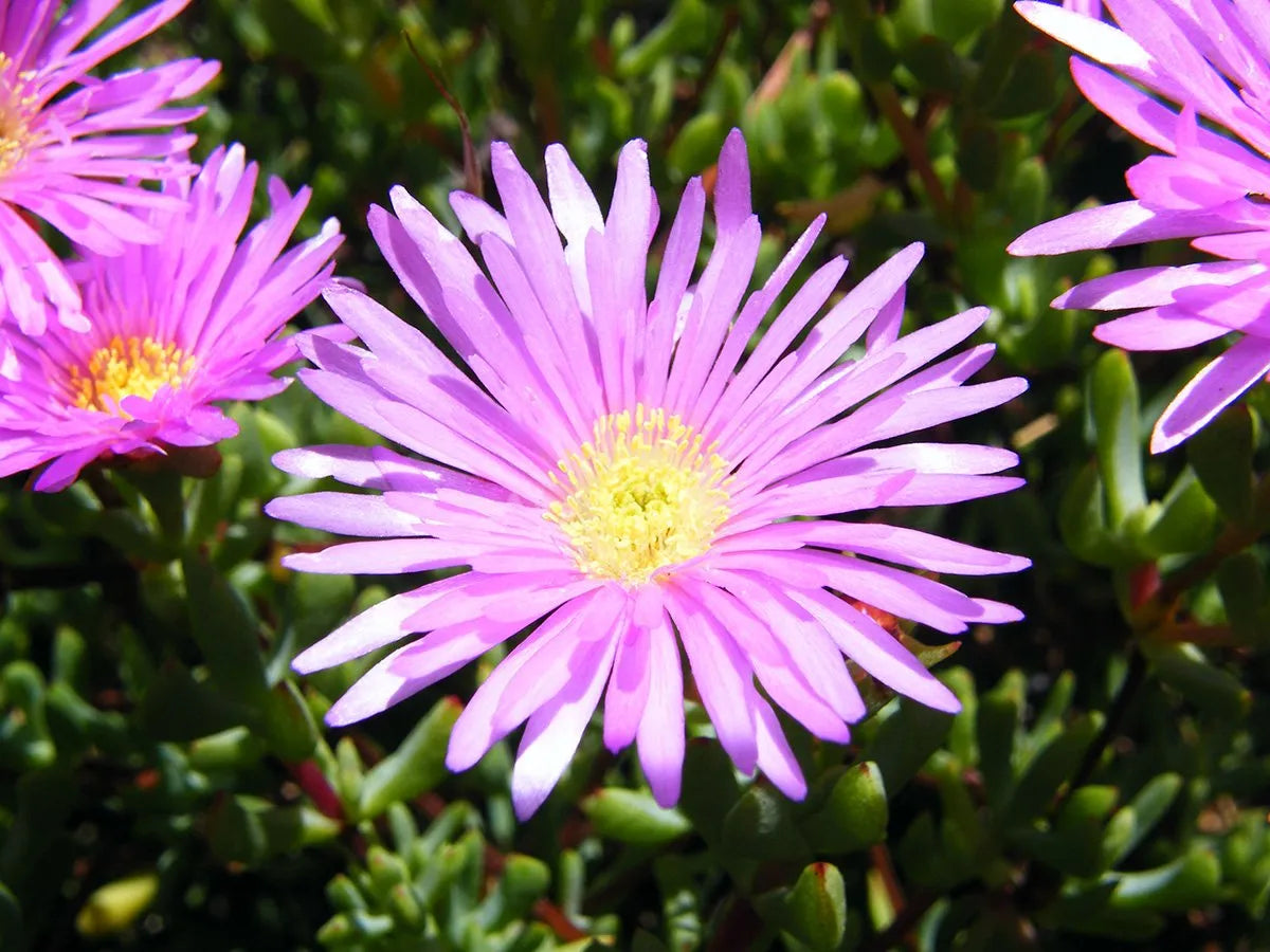 Lampranthus Roseus Flower seeds for Planting - Premium Quality, Heirloom & GMO Free Seeds for Home Garden
