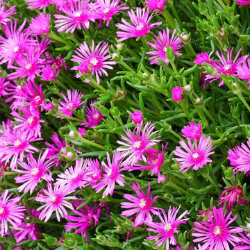 Buy Ice Plant (Delosperma cooperi) Seeds Online – Bright Daisy Blooms