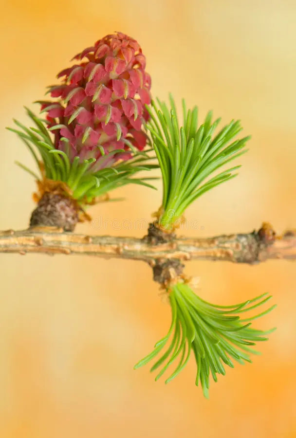 Orange Larch Flower seeds for Planting - Premium Quality, Heirloom & GMO Free Seeds for Home Garden