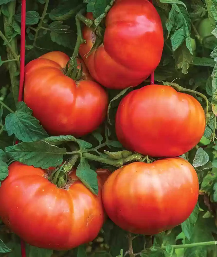 Harvested big dark red tomatoes