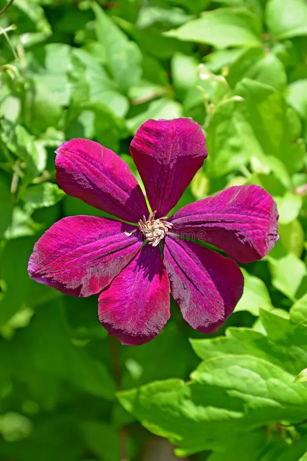 Burgundy Clematis Flower seeds for Planting - Perfect for Borders, Heirloom & GMO Free Seeds for Home Garden