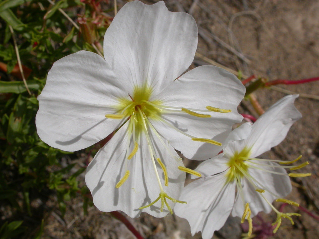 White Oenothera Flower Seeds for Planting - Elegant Annual Blooms