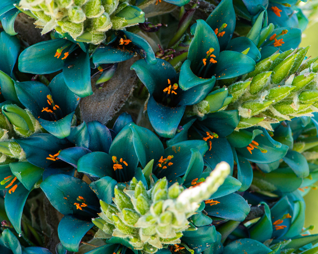 Green Blue Puya Flower seeds for Planting - Bright Blooms, Heirloom & GMO Free Seeds for Home Garden
