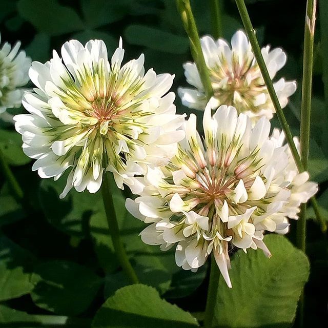 Dutch Flower seeds for Planting - Long Bloom Season, Heirloom & GMO Free Seeds for Home Garden
