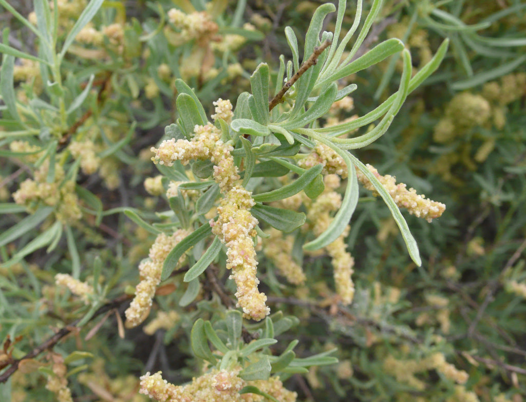 Atriplex Canescens Flower seeds for Planting - Vibrant Colors, Heirloom & GMO Free Seeds for Home Garden