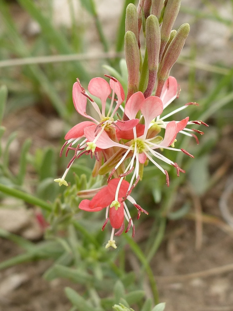 Oenothera Suffrutescens Flower seeds for Planting - Cut Flower Favorite, Heirloom & GMO Free Seeds for Home Garden