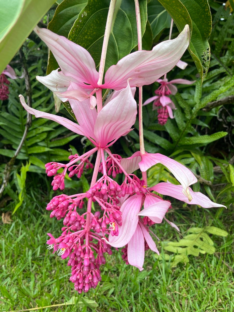 Medinilla Flower seeds for Planting - Low Maintenance, Heirloom & GMO Free Seeds for Home Garden
