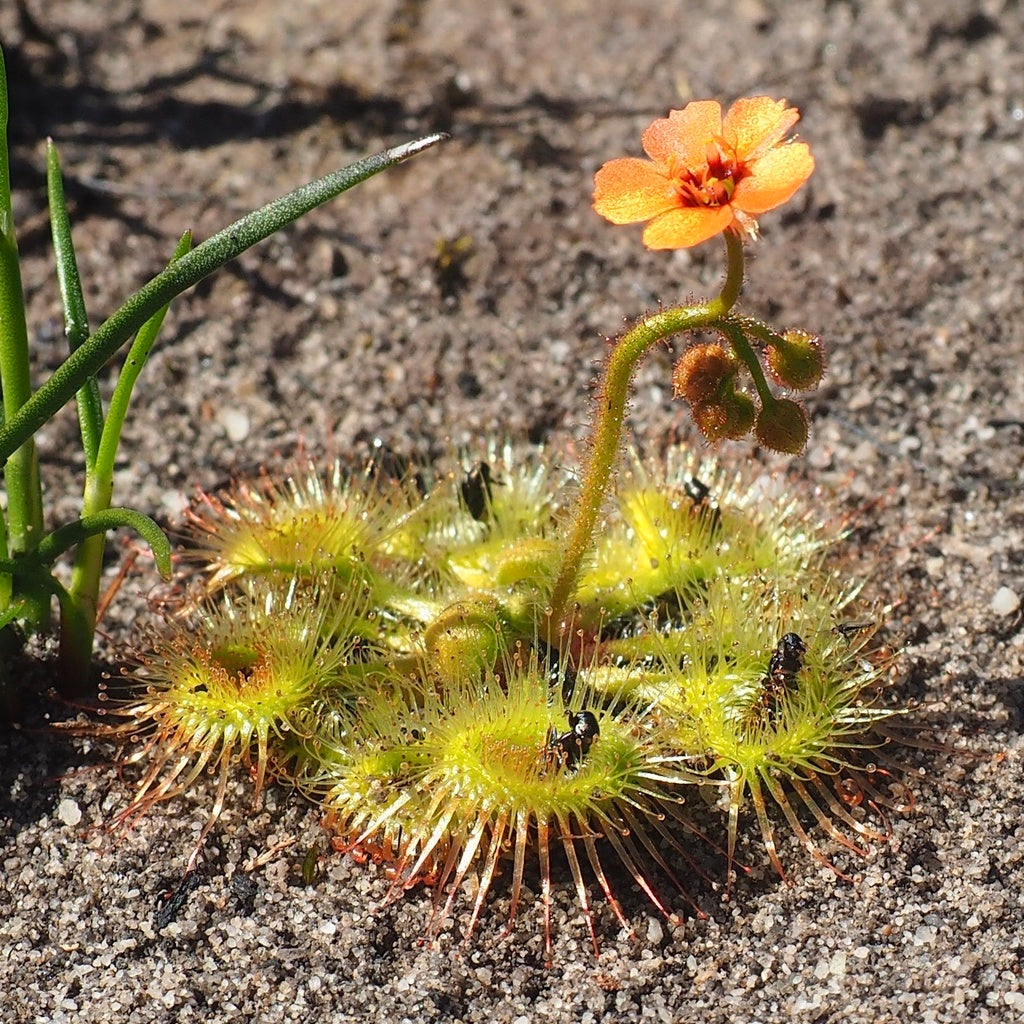 Drosera Glanduligera (Pimpernel Sundew) Flower seeds for Planting - Sun Loving, Heirloom & GMO Free Seeds for Home Garden