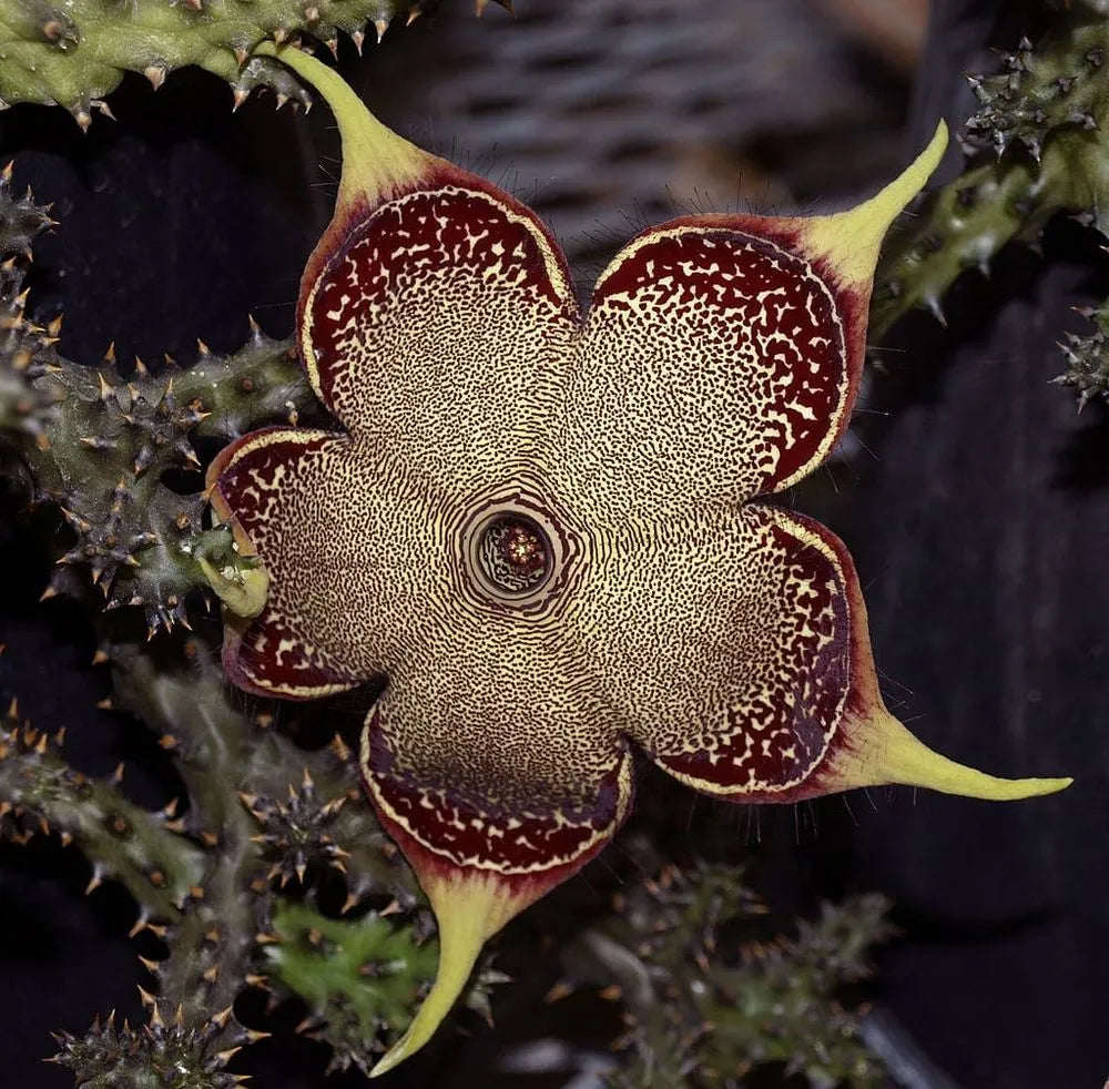 Edithcolea Flower seeds for Planting - Seasonal Bloomer, Heirloom & GMO Free Seeds for Home Garden