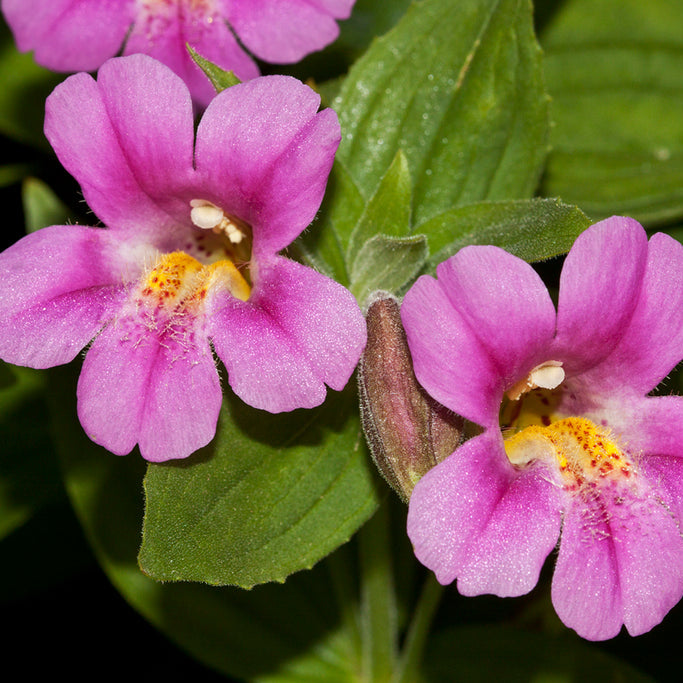 Purple Mimulus Lewisii Flower seeds for Planting - Easy to Grow, Heirloom & GMO Free Seeds for Home Garden