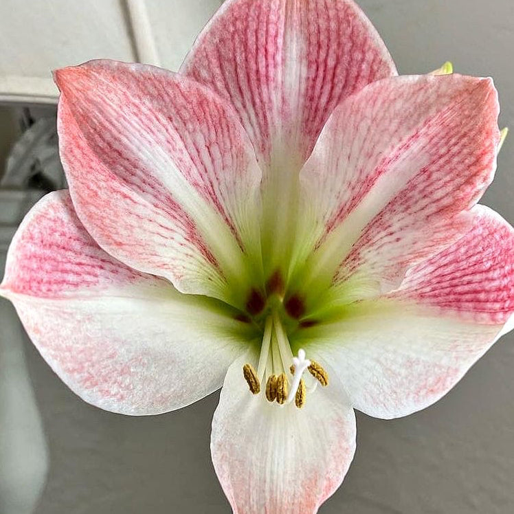 Heirloom Amaryllis Apple Blossom Seeds – Non-GMO Indoor Flowering Plant
