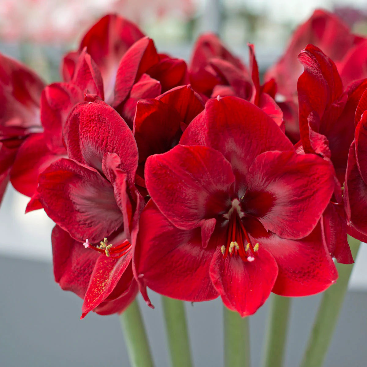 Amaryllis Flower Seeds – Organic Hippeastrum Variety for Home & Balcony Gardens