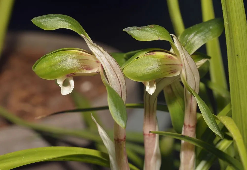 Pale Green Cymbidium Maxillaria Goeringii Seeds for Planting Pollinator Friendly Heirloom & GMO Free Seeds for Home Garden
 
 Sale