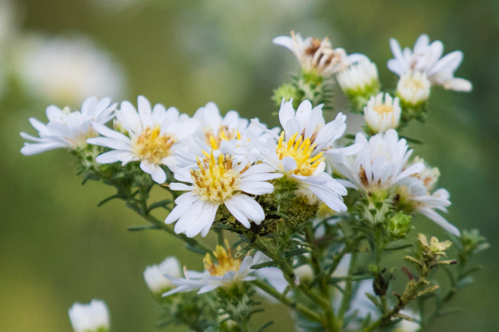 White Prairie Aster Flower seeds for Planting - Cut Flower Favorite, Heirloom & GMO Free Seeds for Home Garden