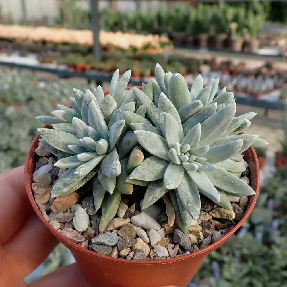 Green Dudleya Seeds for Easy Planting