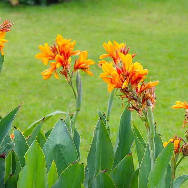 Canna Flower Seeds – Organic Tropical Blooms for Borders & Gardens