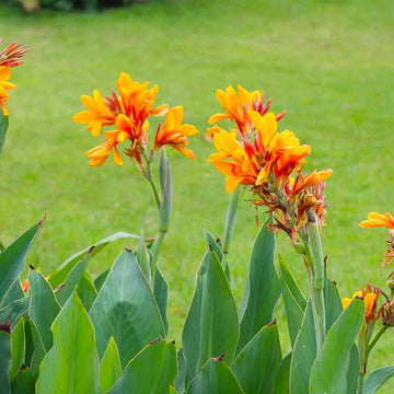 Canna Flower Seeds – Organic Tropical Blooms for Borders & Gardens