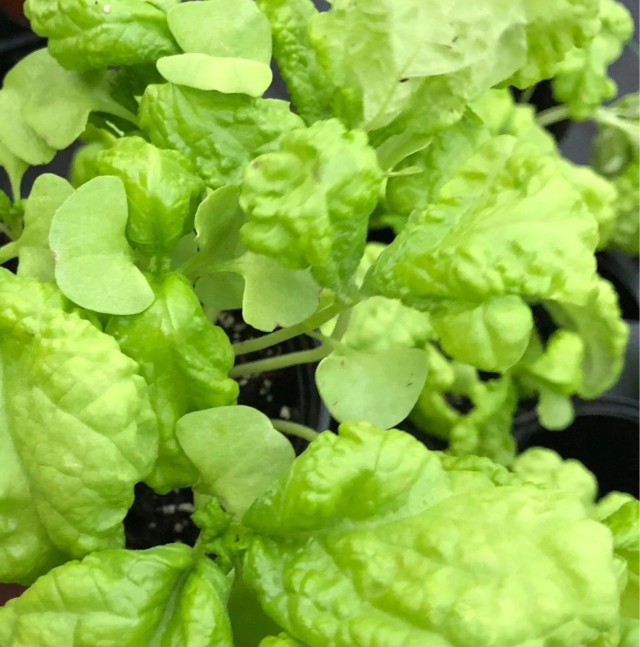Heirloom Lettuce Leaf Basil Seeds – Mild, Tender Basil for Salads