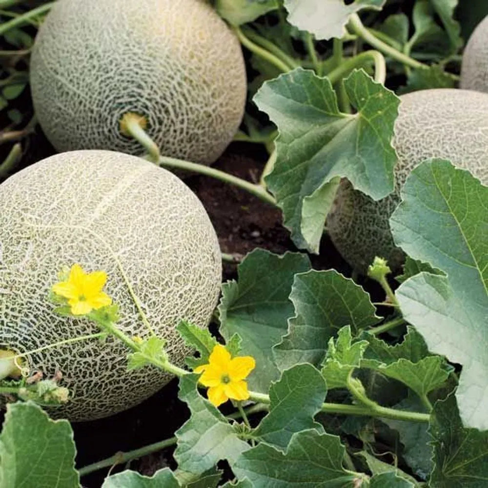 Planting Green Honeydew Melon Seeds, Easy Growing Instructions