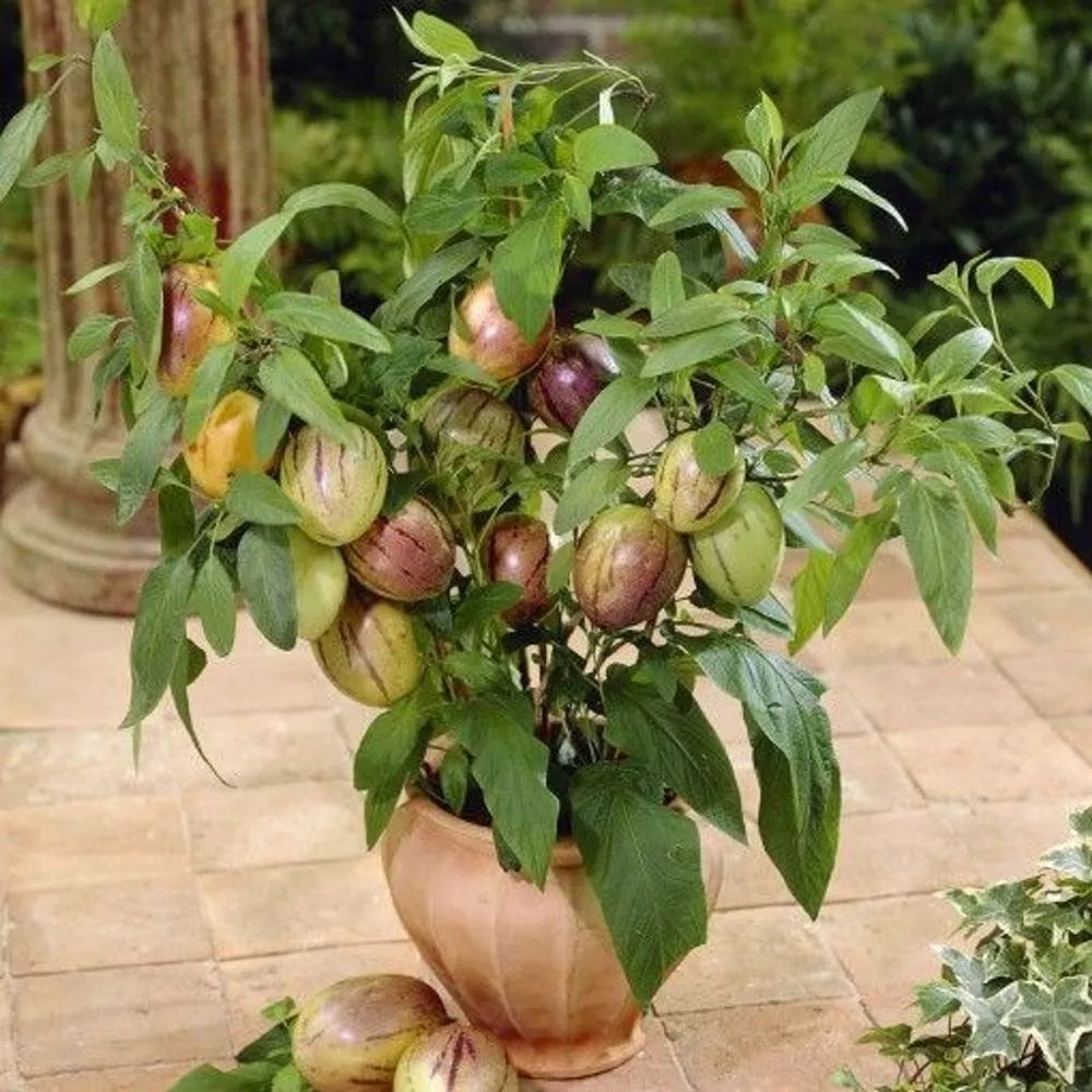 Pepino Dulce Melon Pear Seeds for Easy Planting