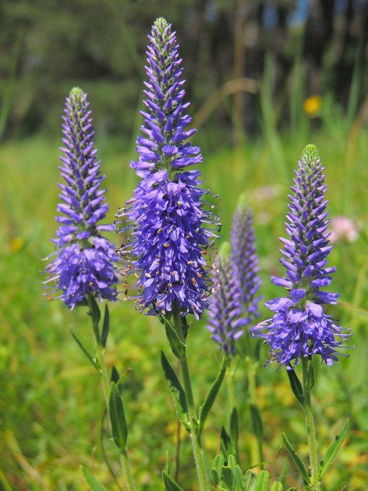 Veronica Spicata Flower seeds for Planting - Pollinator Friendly, Heirloom & GMO Free Seeds for Home Garden
