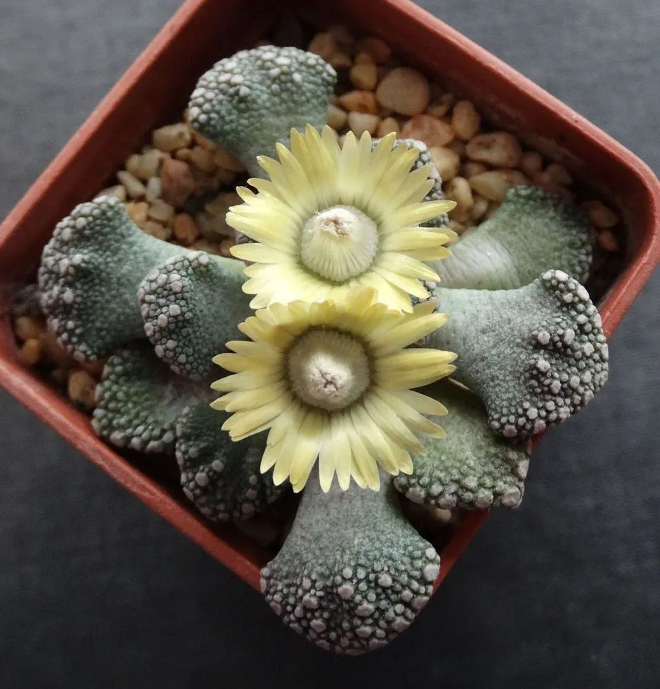 Titanopsis Fulleri Seeds for Easy Planting