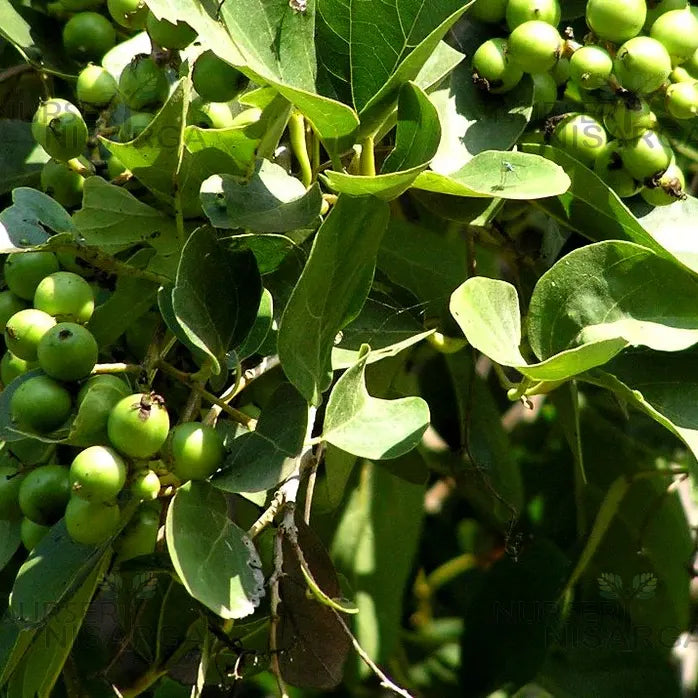Green Toddalia Fruit Seeds for Planting Fruit Seeds for Home Gardens, Containers & Outdoor Growing