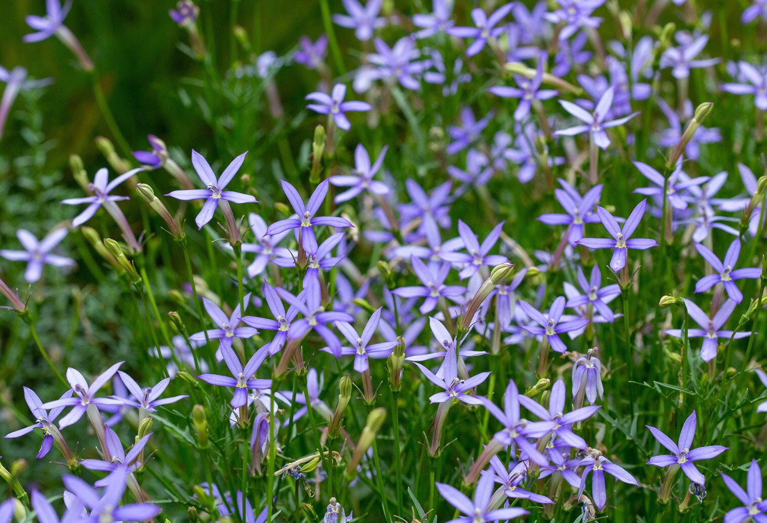 Blue Laurentia Axillaris seeds for low-maintenance garden planting
