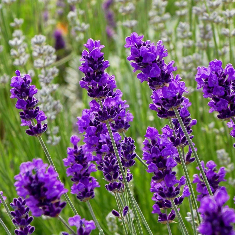Lavender Flower seeds for Planting Low Maintenance Heirloom & GMO Free Seeds for Home Garden