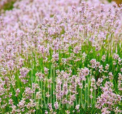 Pink Lavender Marjoram Flower seeds for Planting - Hardy Variety, Heirloom & GMO Free Seeds for Home Garden