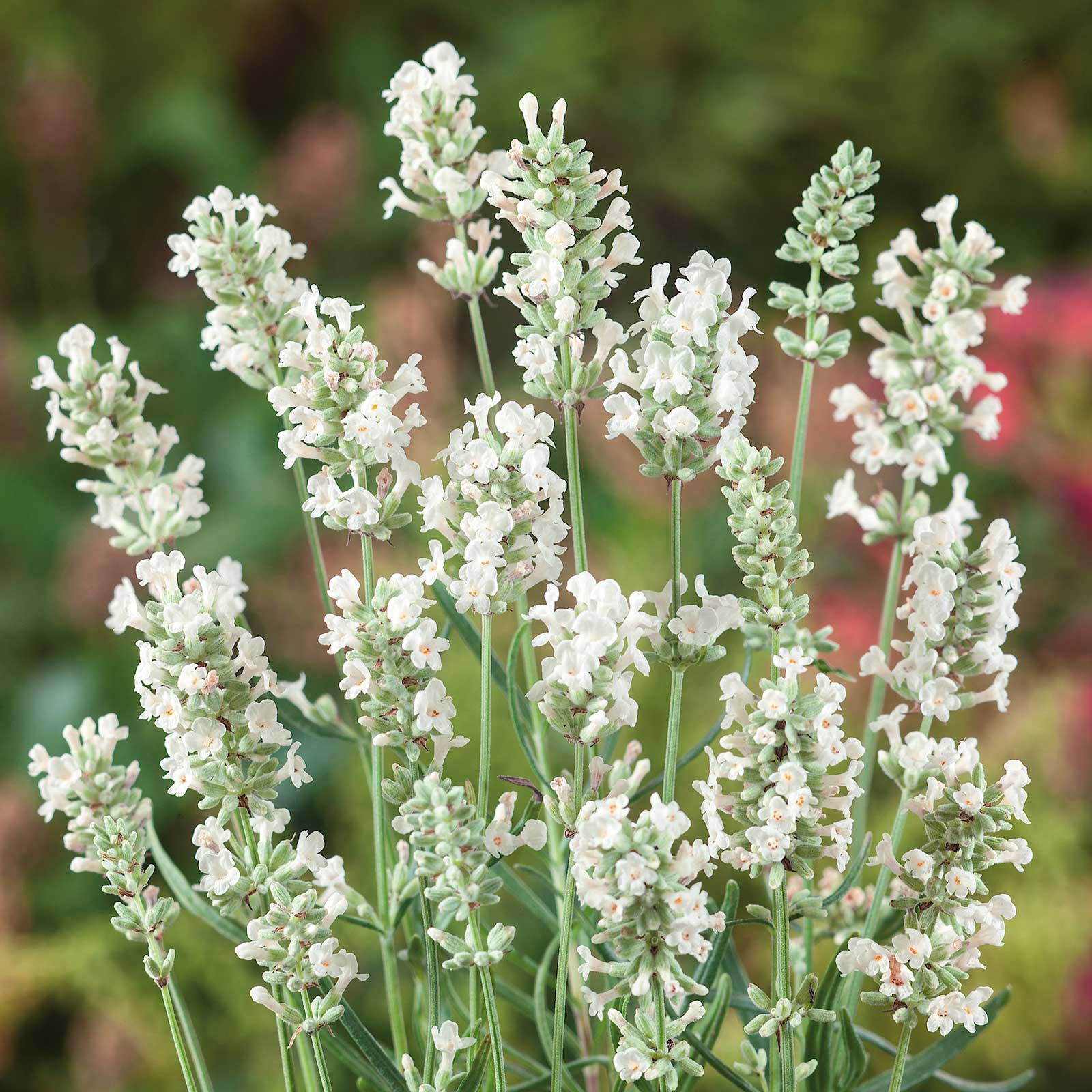 Lavender, Lacy Frills Flower seeds for Planting - Easy to Grow, Heirloom & GMO Free Seeds for Home Garden
