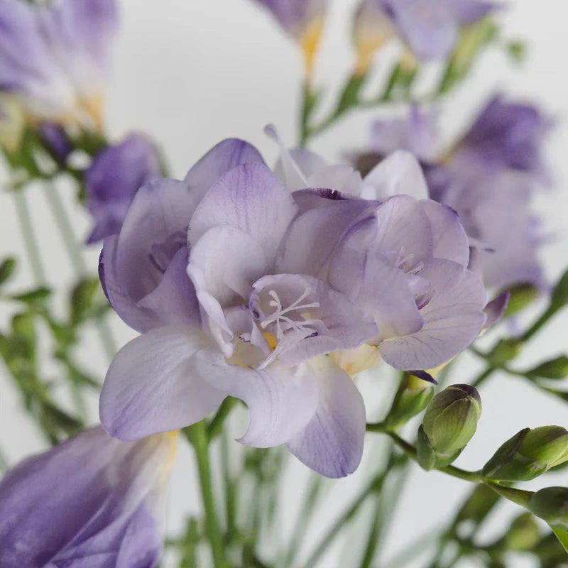 Light Violet Freesia Flower Seeds for Planting Shade Tolerant Heirloom & GMO Free Seeds for Home Garden
 
 Sale
