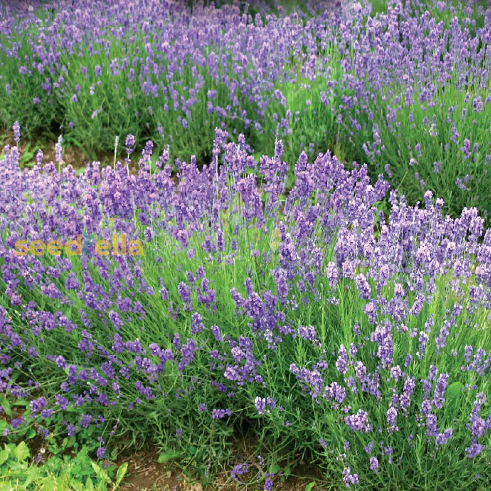 Lavender Munstead Seeds - Perfect For Flower Planting Plant Seeds