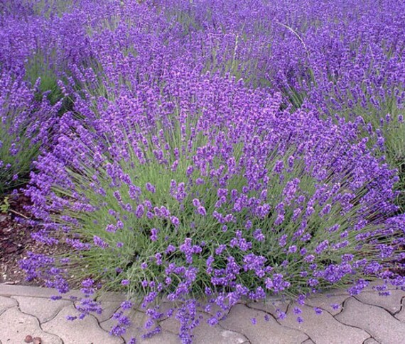 Italian Lavender Attracting Bees and Butterflies in Garden