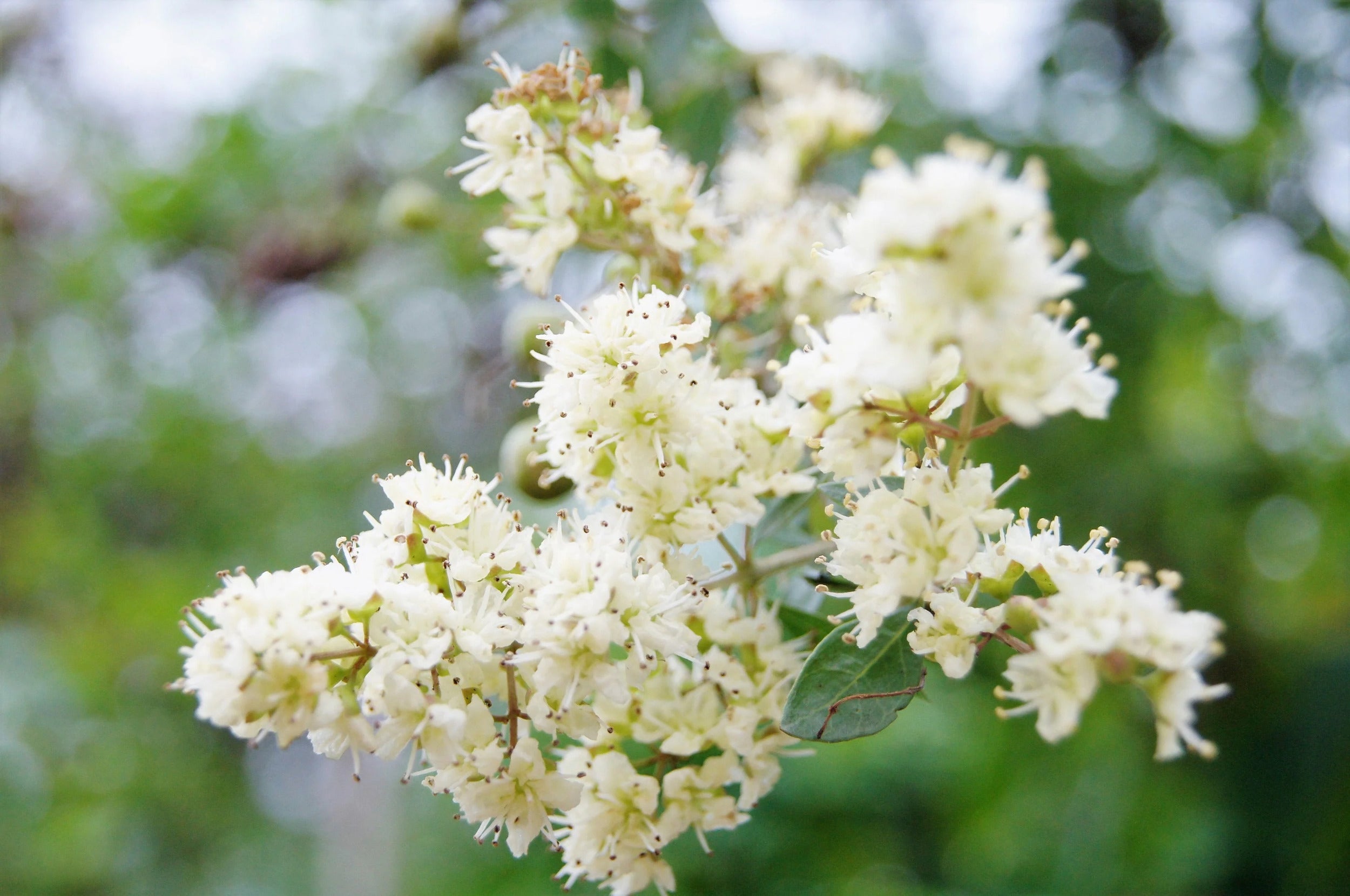 Natural dye plant Lawsonia inermis var. Alba grown from seeds