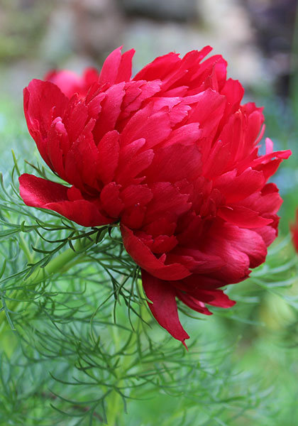 Fern Leaf Peony Paeonia spp Plant Seeds for Planting in Flower Bed