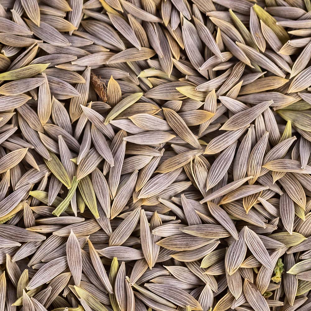 Leaf Lettuce Seeds – Easy Growing Organic Greens for Families