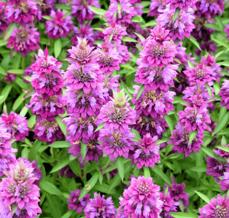 Lemon Bergamot Herb Seeds for Easy Planting